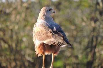 Os trabalhos de levantamento de fauna